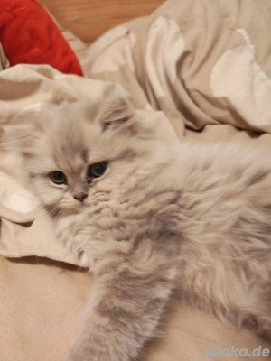 Britisch Langhaar BKH BLH Kitten Katzen suchen neues Zuhause 