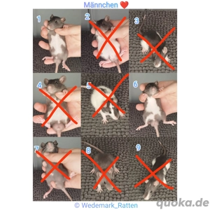 Ratten Nachwuchs Babys Männchen Böcke