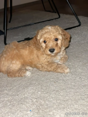 Havapoo Welpen Hündin und Rüde 