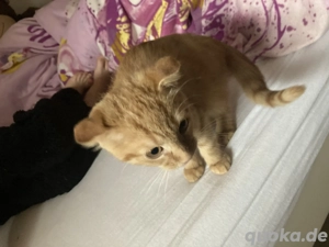 Britisch kurz Haar mix 