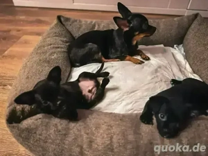 Zwei süße Chihuahua-Rüden suchen ihr Für-immer-Zuhause