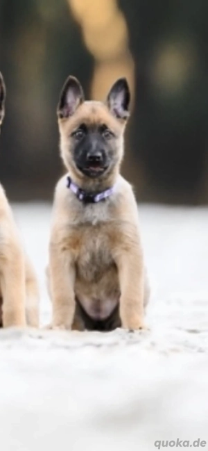 Malinois Welpe