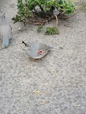 Gambelwachtel, Gambelwachteln, Helmwachtel, Helmwachteln, Gambel - Schopfwachtel, Wachteln, Wachtel 