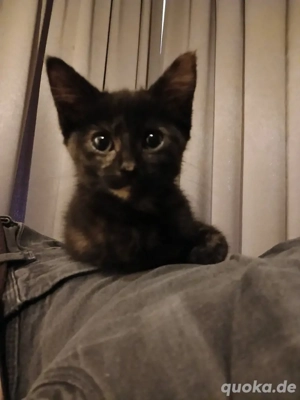 Kitten suchen ein liebevolles Zuhause!