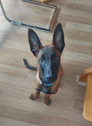 Malinois Welpen suchen ein Zuhause.