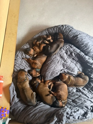 Rhodesian Ridgebackwelpen