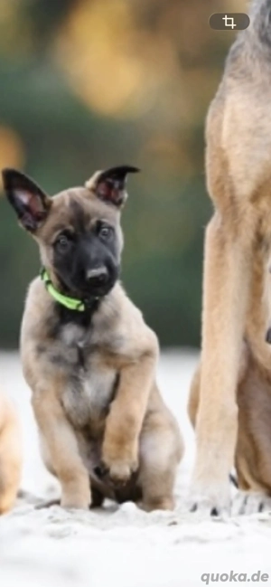 Malinois Welpe 