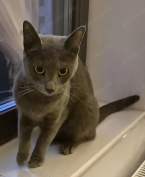 Edle Missy - unsere Einzelprinzessin