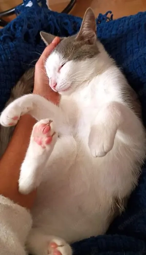 Tom & Pisa - ein unzertrennliches Pärchen Bild 4