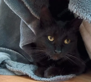 Tom & Pisa - ein unzertrennliches Pärchen Bild 5