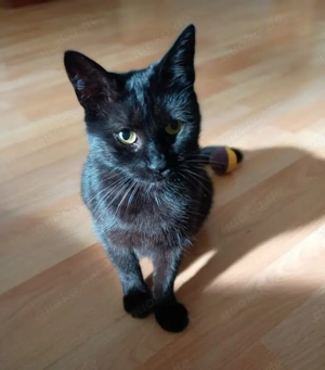 Tom & Pisa - ein unzertrennliches Pärchen Bild 6