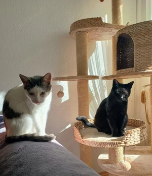 Tom & Pisa - ein unzertrennliches Pärchen Bild 3