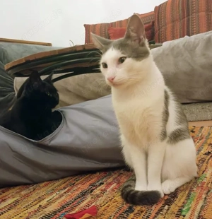 Tom & Pisa - ein unzertrennliches Pärchen Bild 7