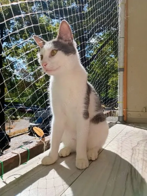 Tom & Pisa - ein unzertrennliches Pärchen Bild 9