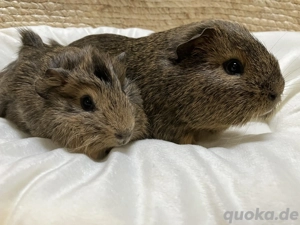 Putzige, süße Meerschweinchen "Nemo" und "Fussel" suchen eine neue, liebe Familie
