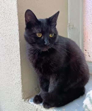 Tom & Pisa - ein unzertrennliches Pärchen Bild 10