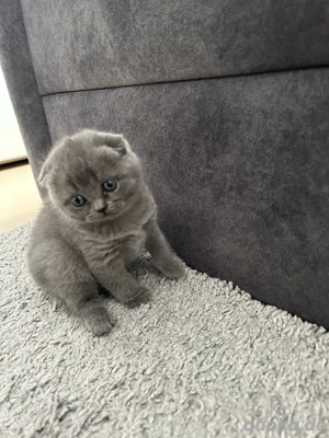 BKH Kätzchen suchen ein neues freundliches Zuhause