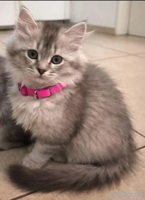 süsse babyBKH, wer heute abholt 800