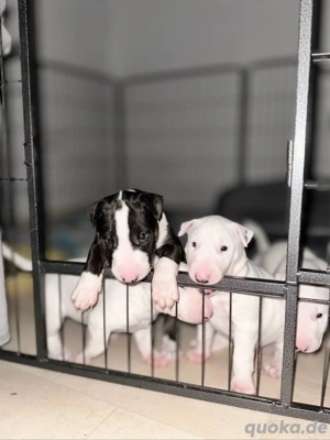 Liebevolle Zuhause für bezaubernde Bullterrier-Welpen gesucht! 