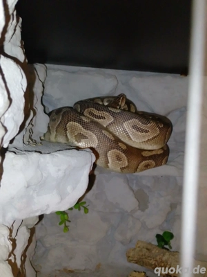 Königsphyton Terrarium Heatpanel thermocontrol