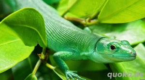 Gastropholis prasina Zuchtpaar 