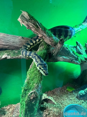 Jungle Teppichpython männlich  Bild 4