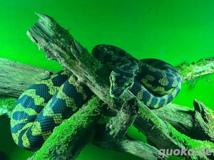 Jungle Teppichpython männlich 