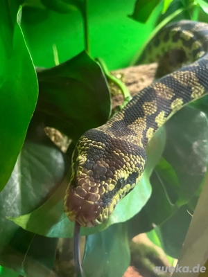 Jungle Teppichpython männlich  Bild 3