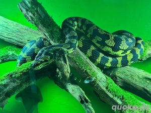 Jungle Teppichpython männlich 