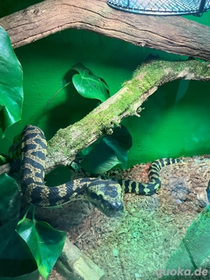 Jungle Teppichpython männlich  Bild 5