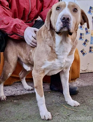 Sanfter Senior Amigo sucht Altersplätzchen Bild 2