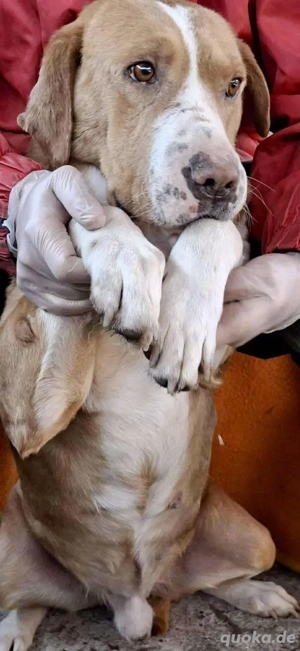 Sanfter Senior Amigo sucht Altersplätzchen Bild 7