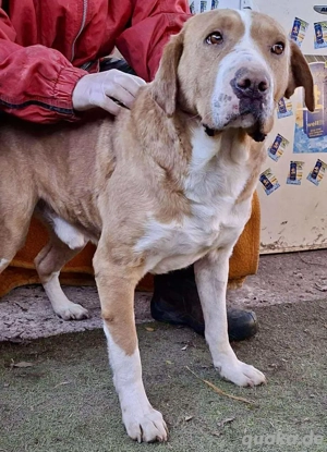 Sanfter Senior Amigo sucht Altersplätzchen Bild 5