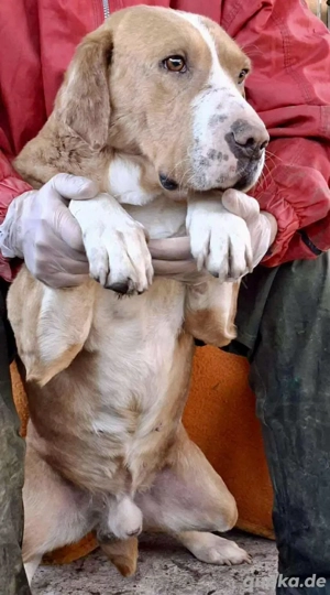 Sanfter Senior Amigo sucht Altersplätzchen Bild 9