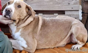 Sanfter Senior Amigo sucht Altersplätzchen Bild 6