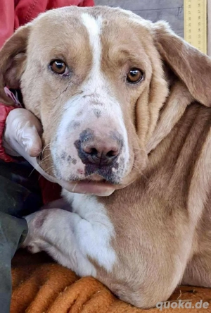 Sanfter Senior Amigo sucht Altersplätzchen Bild 3