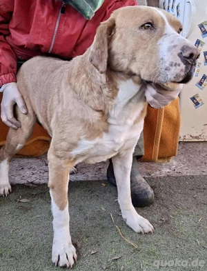 Sanfter Senior Amigo sucht Altersplätzchen Bild 4