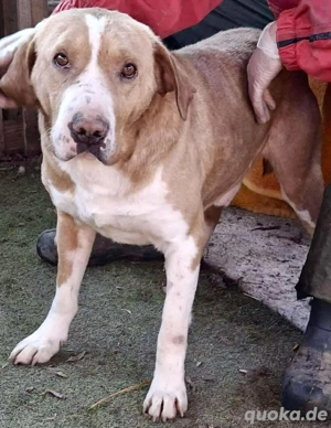 Sanfter Senior Amigo sucht Altersplätzchen Bild 10