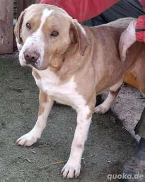 Sanfter Senior Amigo sucht Altersplätzchen Bild 8