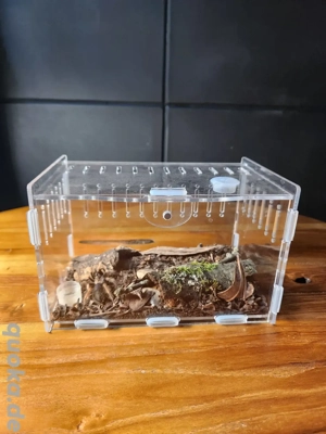 Brachyphelama boehmi inkl Terra