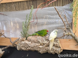 Ziegensittich Zuchtpaar 