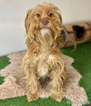 Katzenverträgliches Zuckerpüppchen Pixie....