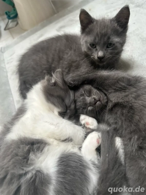 russisch blau mix abzugeben 