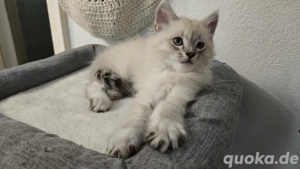 Maine Coon Kitten, *2.11.2025, geimpft, entwurmt 