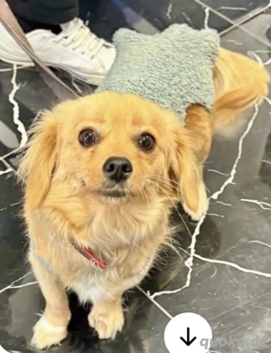 Mini Mäuschen Trixie