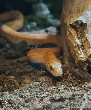 Kornnatter männlich