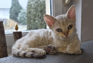 Selkirk Rex Kätzchen mit Ahnentafel 