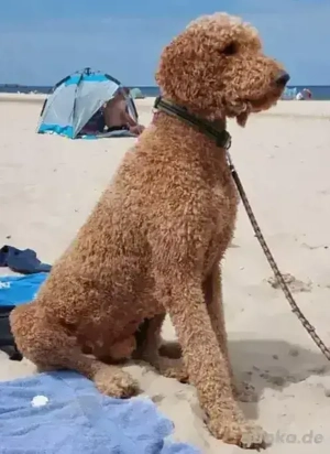 F1 Labradoodle Welpen 