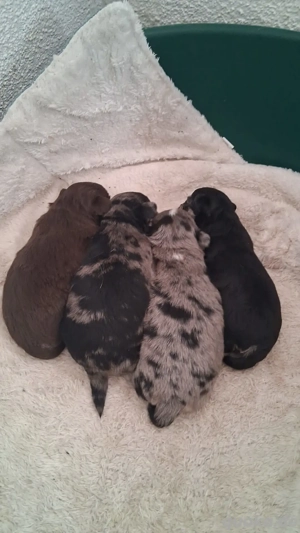 Chihuahua Mischlinge 