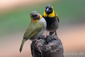 klein kubafinkPärchen abzugeben 